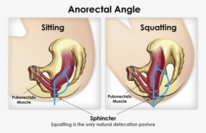 From - Pooping While Squatting