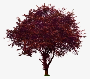 Plum Png Image Transparent Background - Northern Red Oak Png