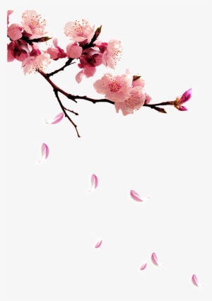 Fresh Plum Png - Twig Plum Flower