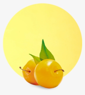 Yellow Plum Puree - Seedless Fruit
