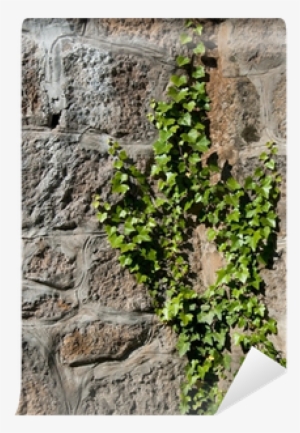 Wall