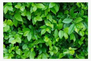 Green Ivy Background - Xscape