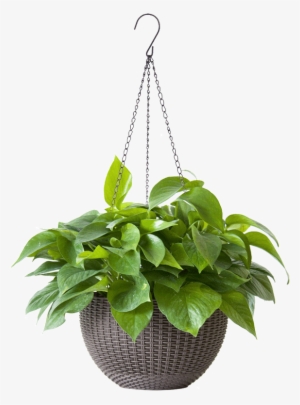 Green Radish, Ivy, Indoor Plant, Green Plant, Potted - Wall