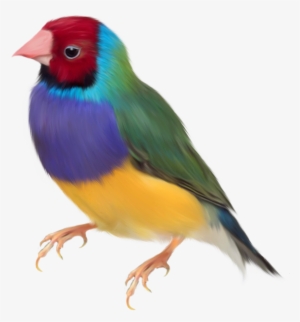 Aves - Gouldian Finch Png