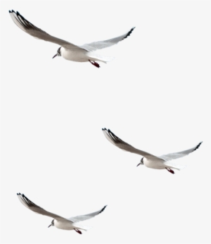 23 De Julio De - Gif Mouette Animé Gratuit