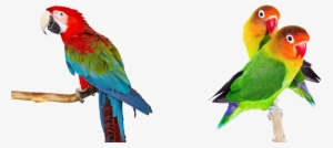 Tienda De Animales - Parrot Hd White Back Ground