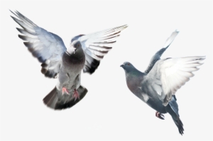 Pajaros People Png, Photoshop Retouching, Photoshop - Голуби На Прозрачном Фоне Анимация
