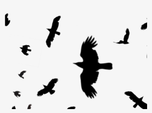 Crows Flying Silhouette Png