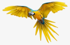 Pajaros Png Transparente - Flying Bird Png