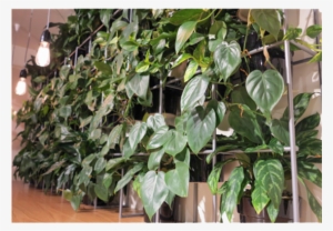 Larger Imagemove Mouse Over The Image To Magnify - Houseplant