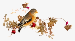 Pajaros Lineas - November Picmix