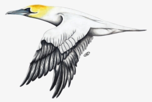 Alcatraz Atlántico - Index Card