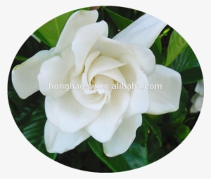 Pic-25 - 栀 子 花