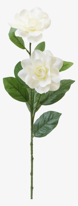 Teters Floral White Gardenia Stem - Garden Roses