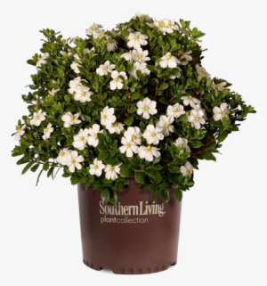 Scentamazing Gardenia Cropped - Gardenia Scent Amazing