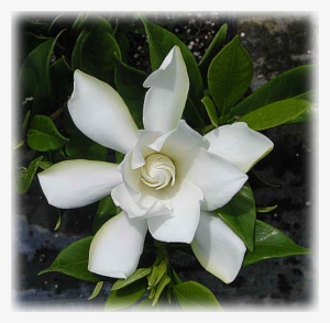 Gardenia "dwarf Radicans" - Gardenia Augusta Radicans