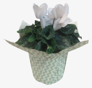 6in Cyclamen White - Cyclamen