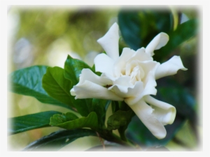 Pause - Gardenia