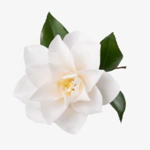 Gardenia - 100% Pure Organic Camellia Seed Oil - 100% Natural