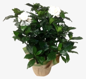 12in Gardenia Gardenia 7 In White Masson Farms - Drawing