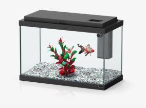 Funny Fish - Funny Fish Aquatlantis