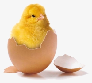 Easter Wallpaper Called Happy Easter - Poussin Animal