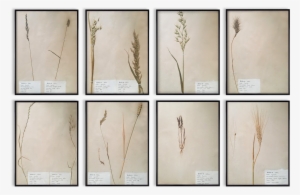 Herbaria Framed Vintage, Black Frame, Wall Decoration - Plywood