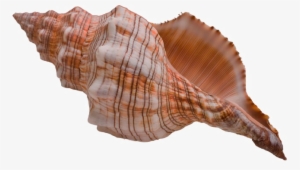 Conch Shell Png Free Download - Conch Shell
