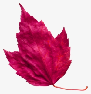 Red Leaf 3 - Pink Autumn Leaf Png