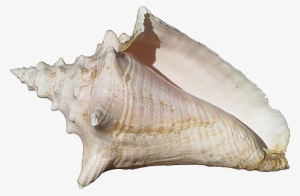 Conch Transparent - Conch Shell