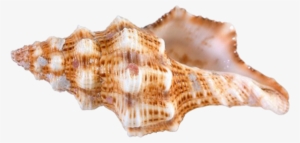 Conch Png - Conch Shells Png