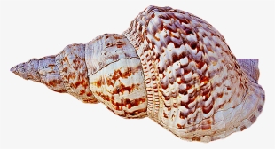 Free Png Conch Png Images Transparent - Caracola Png