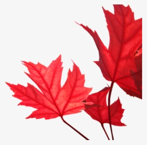 Psd Detail - Tree With Red Leaves