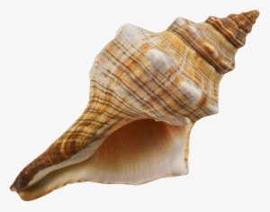Conch Png Download Image - 5 - 6" Striped Fox Shell