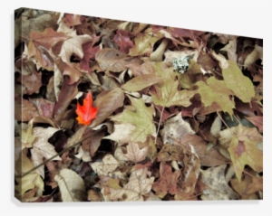 Red Leaf Canvas Print - Skullcap