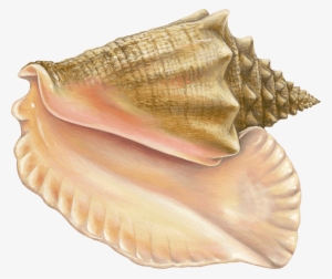 W=500&h=500 - Monterey Bay Aquarium