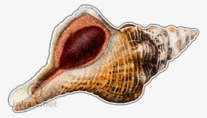 Florida Horse Conch Decal - Art