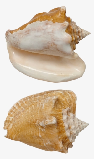 Milk Conch Shell Seashell 5-6"