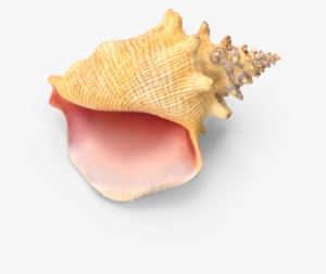 Conch Shell - Conch