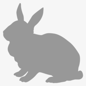 Rabbit - Domestic Rabbit