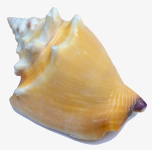 Fighting Conch - Strombus Pugilis