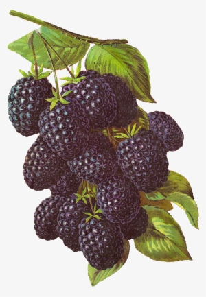 Digital Blackberry Download - Blackberry