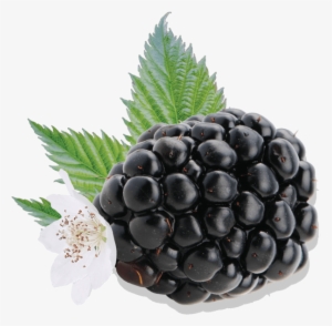 Blackberry - Fruit