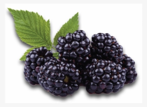 Blackberry Syrup 16oz Poly Bottle - Black Raspberry Seed Oil - Cold Pressed Organic Pure