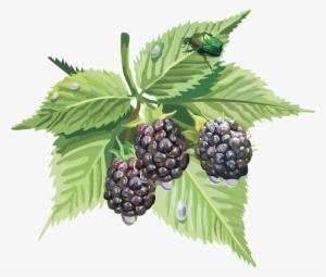 Blackberry Fruit Png