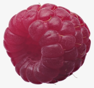 Raspberry Thirty-five - Raspberry