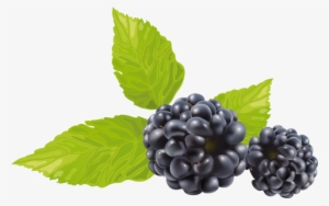 Information And Clip Art About Blackberry Winter