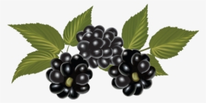 Blackberry Png