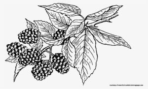 Blackberry Clipart Berry Plant - Blackberry Fruit Black White