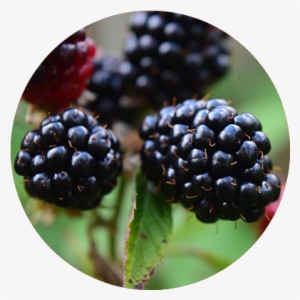 Our Blackberries - Blackberry